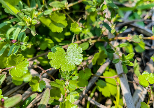 天胡荽特写