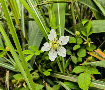 悬钩子花特写