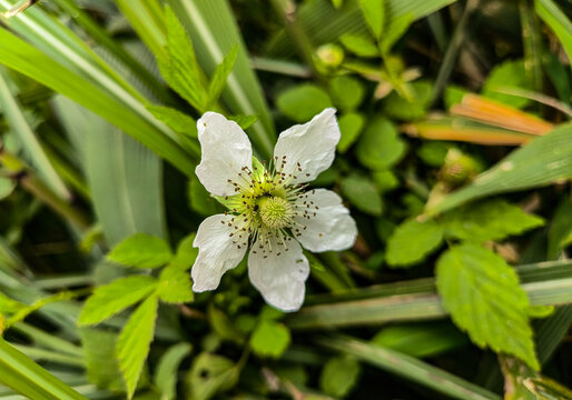 悬钩子花