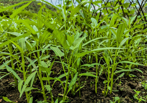 柳叶空心菜种植