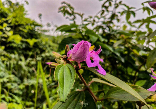 印度野牡丹花蕾