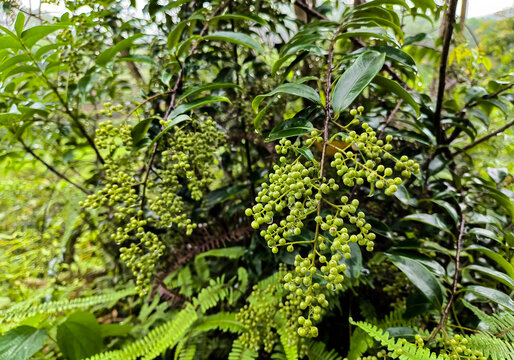 厚叶白花酸藤果