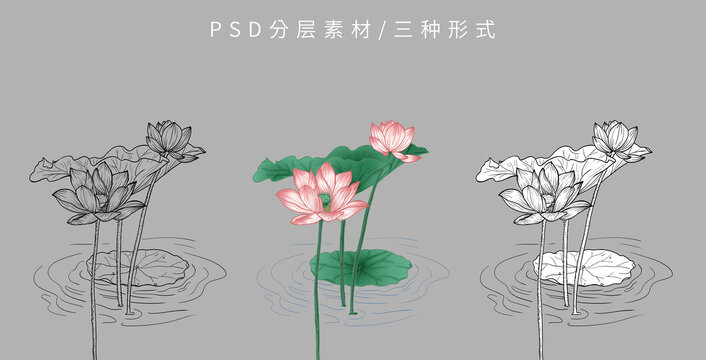 荷花插画国潮国风包装线稿莲花