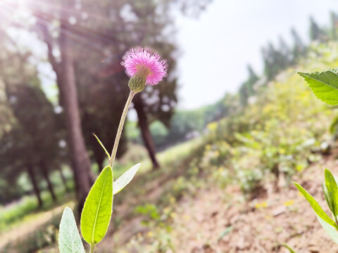 刺儿菜特写