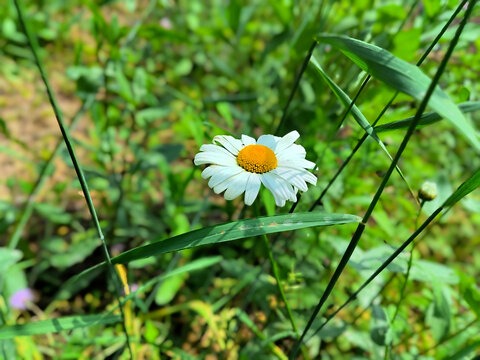 大滨菊特写