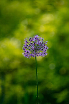 花葱