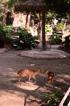 广州动物园小鹿