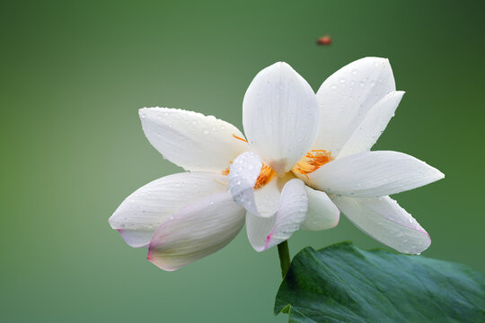 白荷花高清图