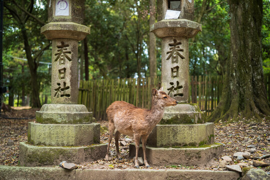 神鹿公园