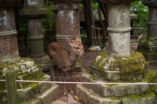 日本奈良