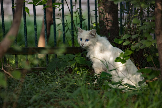 清晨树林草地上的白猫