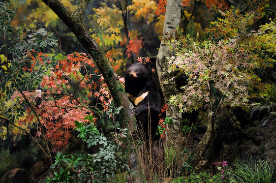 黑熊野生动物标本