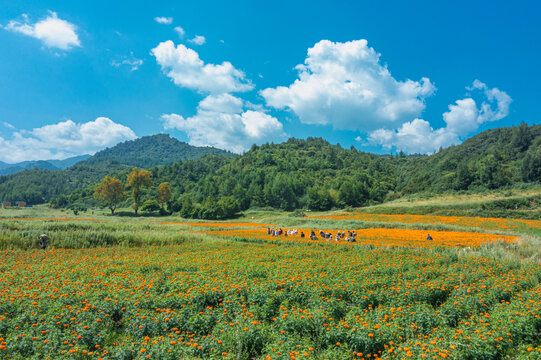 田野山川丰收