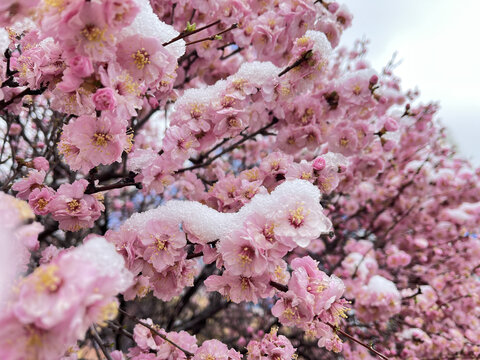 瑞雪桃花