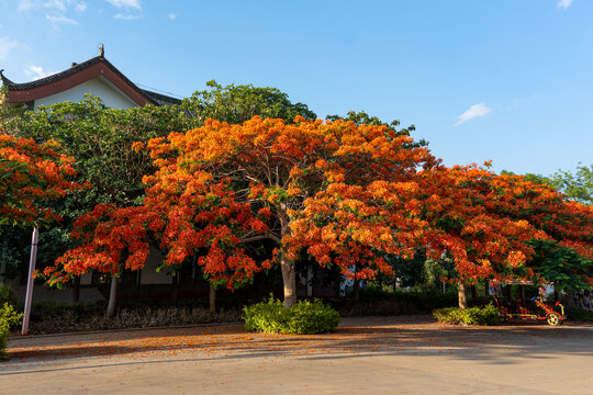 凤凰花