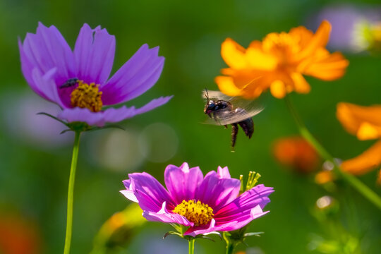 野蜂狂舞