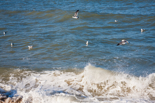 海鸥和海浪