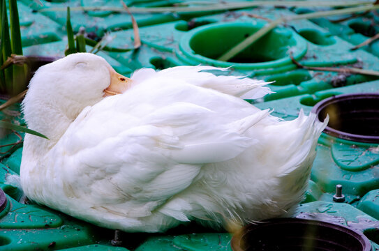 白鸭子的白日美梦