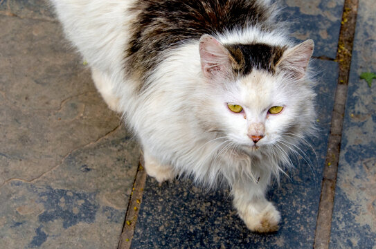 山里的野猫