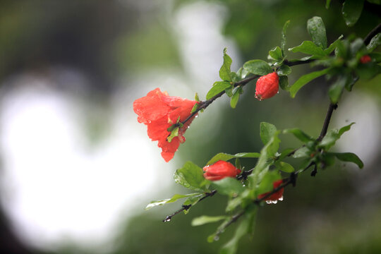 石榴花