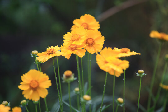 金鸡菊