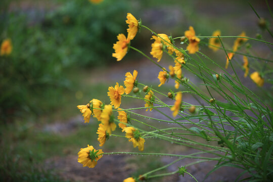 金鸡菊