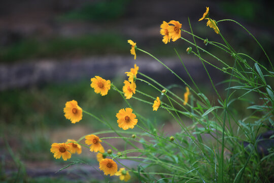 金鸡菊