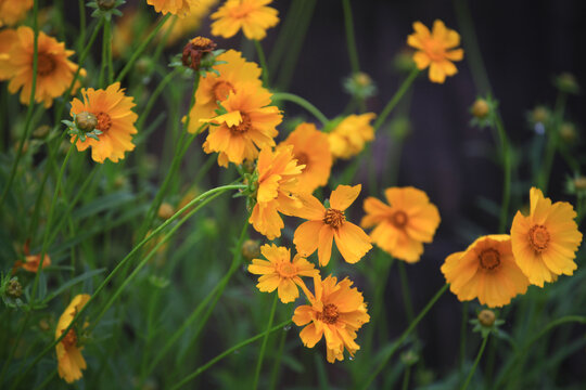 金鸡菊