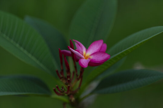 鸡蛋花