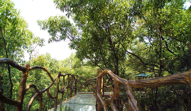 丛林玻璃栈桥