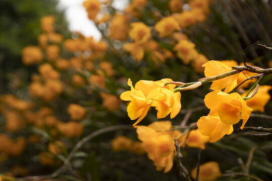 石斛花