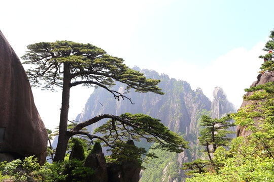 黄山迎客松