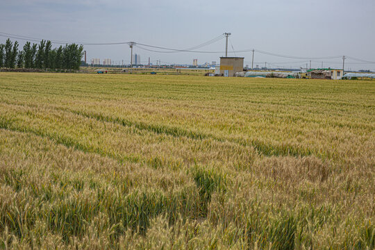 青黄相间的麦子地高清大图