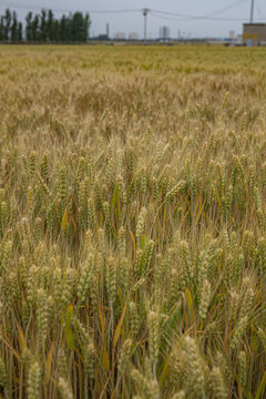 即将成熟的小麦高清大图