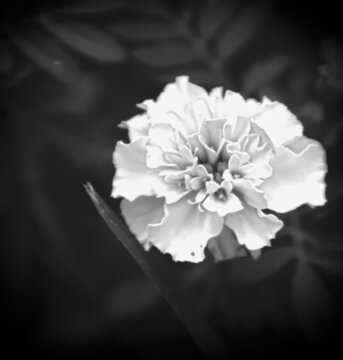 黑白小菊花