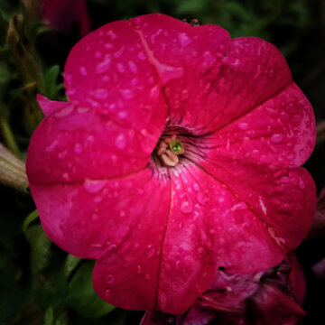 水珠花瓣牵牛花