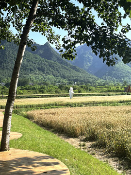 秦岭山下的麦地