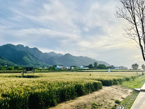 秦岭山下的麦田