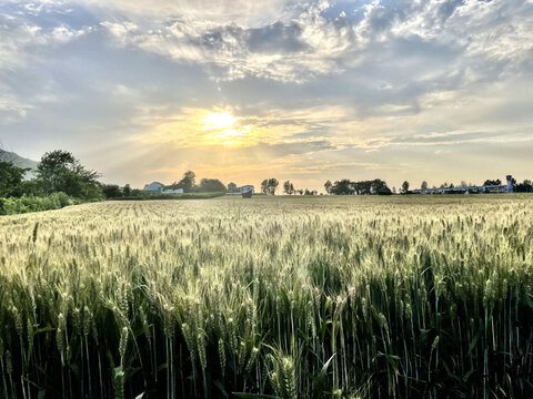 夕阳下的麦田