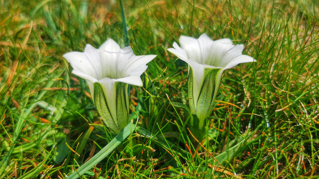 格桑花