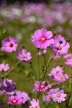 格桑花