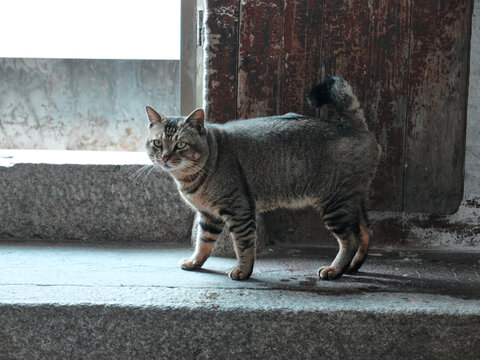 古村落里的猫