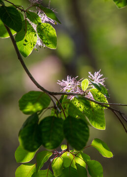 黄栌花