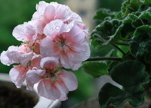 阴天的花朵