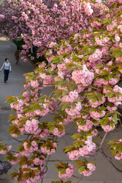 樱花烂漫