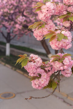 樱花正盛