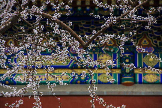 北京北海阐福寺