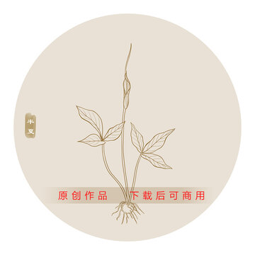 半夏線描