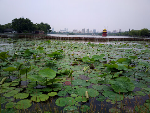 大明湖