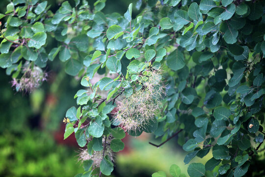 黄栌花